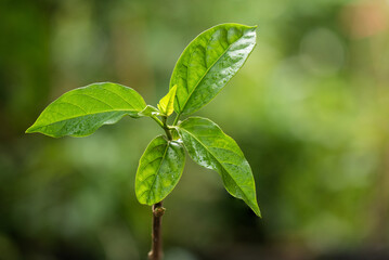Fototapeta na wymiar Gymnema inodorum branch green leaves on nature background.