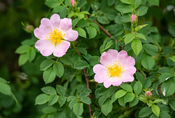 Wild rose bush. Blooming wild rose with pink flowers.