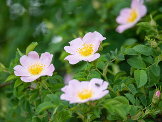 Wild rose bush. Blooming wild rose with pink flowers.