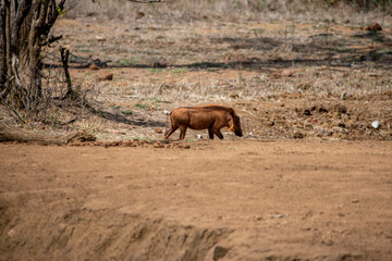 Warthog family drinking water from a lake