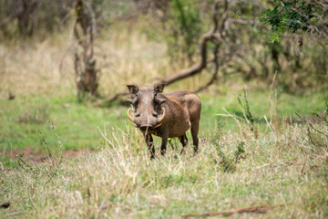 warthog in the wild looking into the camera