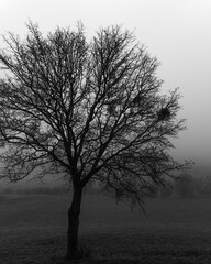 Single tree in side in black and white with mistletoe