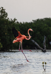 Flamingo at Sisal