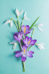  bouquet spring flowers. violet crocuses and white snowdrops on a blue background. Top view, flat lay