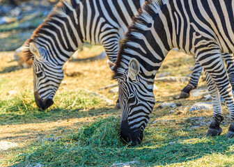 A pair of zebras with their heads down eating grass © George Howard