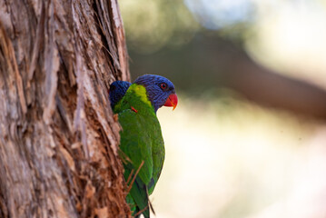 Lorikeets with a nest