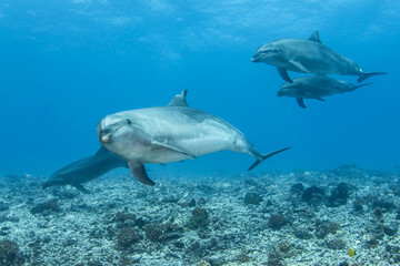 Obraz na płótnie Canvas Group of bottlenose dolphin, French Polynesia