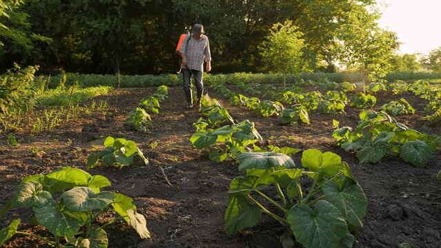 Backpack sprayer gardener working farmer spraying insecticide. Old farmer farm spraying pesticide sprayer garden farm vegetable garden spraying crop protection plant. Knapsack sprayer farmer herbicide