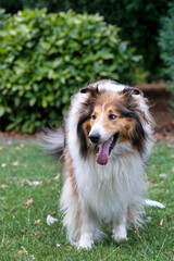border collie dog