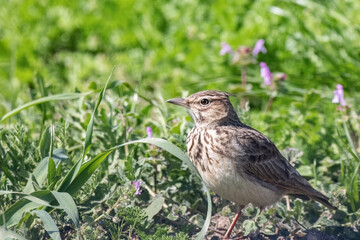 The crested lark or Galerida cristata common small grey brown bird on the green sunny background.