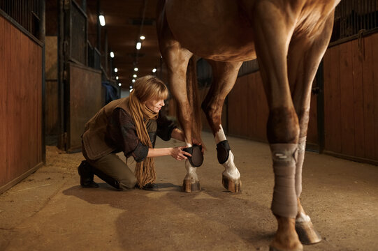 Woman horse owner putting bandage on animal leg to prevent injury