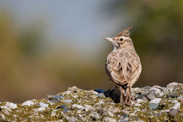 The crested lark or Galerida cristata common small grey brown bird on the green sunny background.