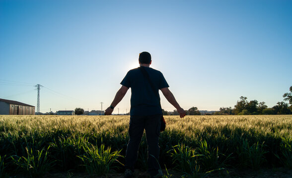 Hombre a contraluz junto a un campo de trigo al atardecer.