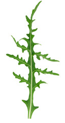 Green leaf of arugula on a white isolated background, ingredient for salad