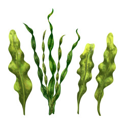 A set of underwater tropical plants. Seaweed for design, compositions, postcards, souvenirs, textiles