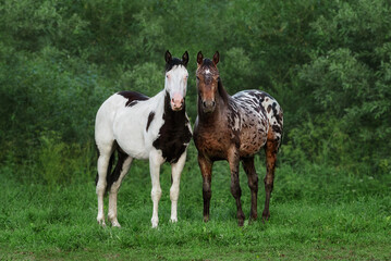 Two horses standing in the field in summer