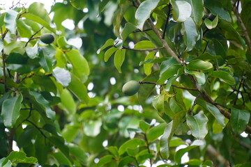 Semi ripe fruits of the Cumaru tree (Dipteryx odorata) containing tonka beans. They are still hanging on the tree. The beans are popular spices and medicines. Terra do Caju, Amazonas state, Brazil.