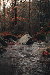 Small river with a big rock in the middle out in the woods.