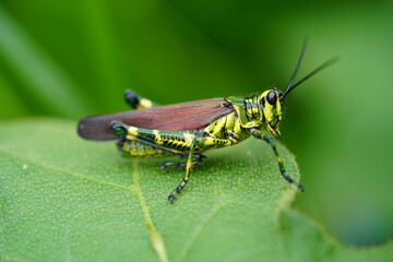 Adult Soldier Grasshopper of the species Chromacris speciosa in Amazon rainforest. Near the village of Terra de Caju, state of Amazonas, Brazil.