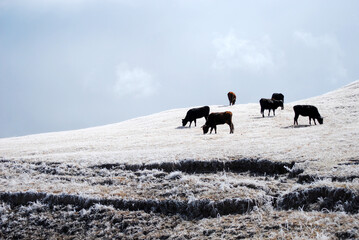 cows on an ice hill from tafi del valle village argentina