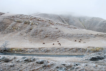 horses at tafi del valle argentina on a yellow ice grass