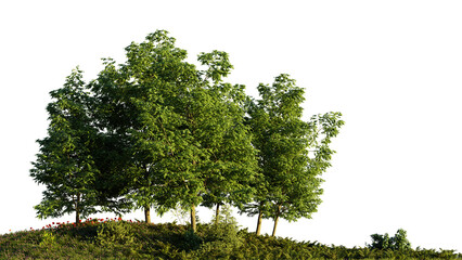 beautiful grove on a hill, trees, flowers and grass in a small forest, isolated on transparent background