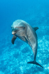 Bottlenose dolphin in the blue, French Polynesia