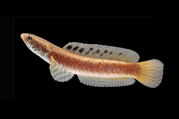 Snakehead fish, Channa orna yellow lips