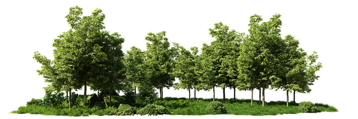 grove, trees and flowers in a small forest, isolated on transparent background banner © dottedyeti