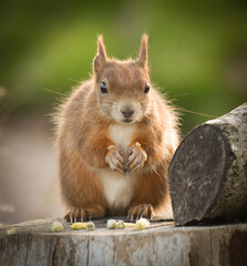 Red squirrel facing camera sitting up and feeding