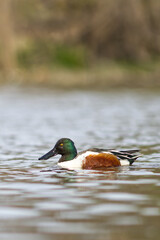 Northern shoveler. Spatula clypeata.