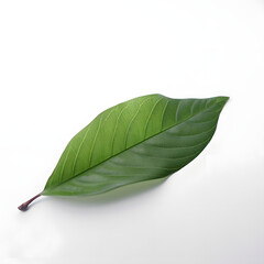 Obraz premium Green leaf on a white background, Generative Ai