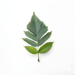 Fototapeta premium green leaf on a white background, Generative Ai, Generative Ai