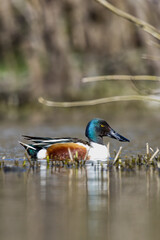 Northern shoveler. Spatula clypeata.