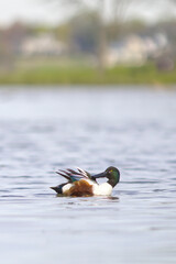 Northern shoveler. Spatula clypeata.