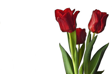 Bouquet of red tulips isolated on white background