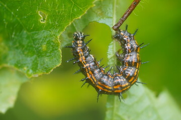 The larva Dione Vanillae is a moth of the subfamily Heliconiinae. They are native to Brazil and Central America, here in the Amazon rainforest near the village of Terra de Caju, Amazonas, Brazil.
