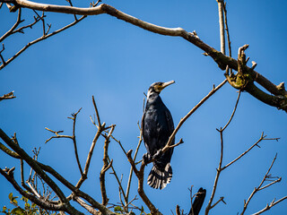 見まわすカワウ