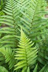 Fototapeta na wymiar Green leaf of fern plant closeup. Natural beautiful green leaves background, texture, pattern