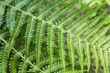 Green leaf of fern plant close up, macro. Natural beautiful green leaves background, texture, pattern	