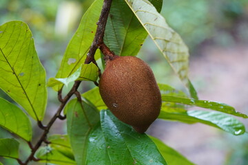 Brown ripe Cupuacu fruit (Theobroma grandiflorum) hanging on the tree. Amazon rainforest near...