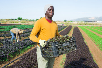 Successful farmer standing on vegetable plantation with box of freshly picked red arugula in hands during harvest