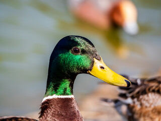 びっくり顔のマガモくん
