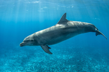 Obraz premium Bottlenose dolphin near to the surface, French Polynesia