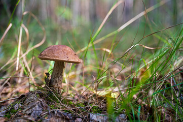 mushroom in the grass
