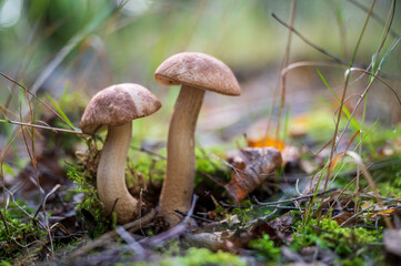 boletus edulis mushroom