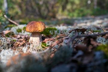mushroom in the forest