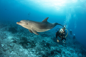 Bottlenose dolphin with a scuba diver, French Polynesia