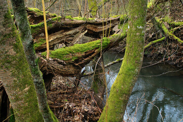 River in the forest in winter. Water stream in the forest.