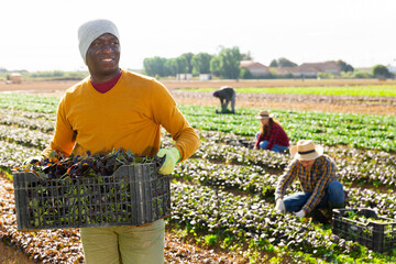 Portrait of afro american man farmer holding crate with organic red romaine in a farm field